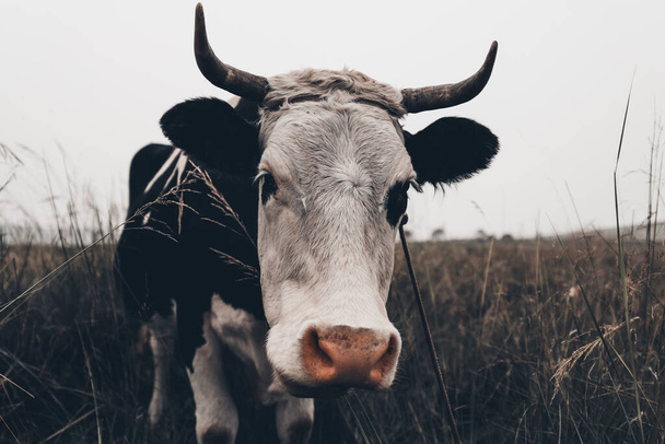 Primo piano di una mucca in un pascolo della prateria - Foto, immagini