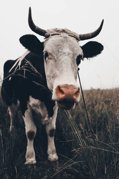 Gros plan d'une vache dans un pâturage de prairie - Photo, image