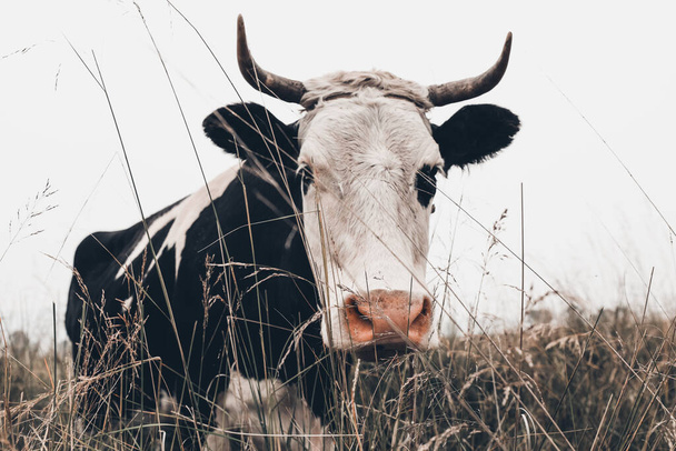 Primo piano di una mucca in un pascolo della prateria - Foto, immagini