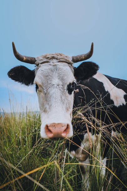 Primer plano de una vaca en una pradera - Foto, Imagen