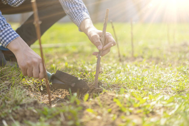 lähikuva puutarhuri kasvi viinirypäleet haara maaperässä b - Valokuva, kuva