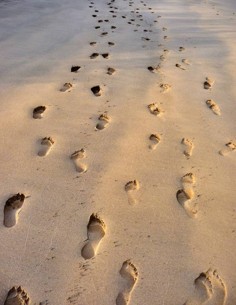 Primer plano de huellas en la arena en la prístina playa de las islas Galápagos. Foto de alta calidad - Foto, Imagen