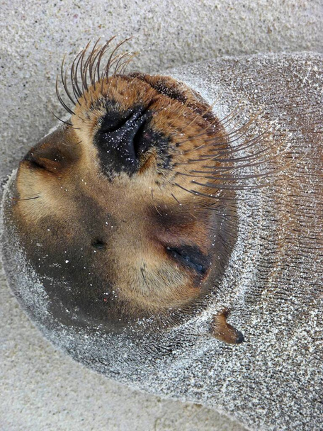 Lähikuva hylje kasvot ja viikset hiekkarannalla, Galapagossaarilla. Laadukas kuva - Valokuva, kuva