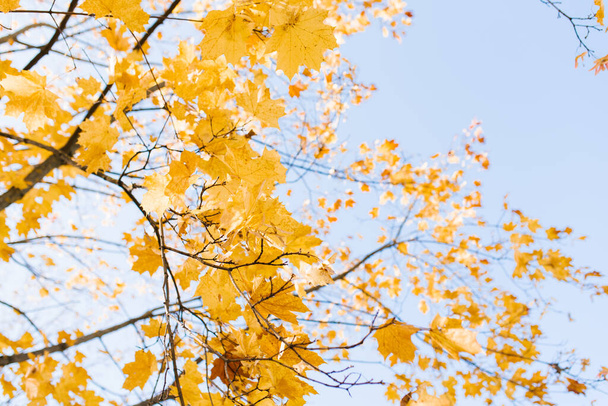 青空に背を向けて秋に黄色いカエデが葉を出します。美しい自然シーン. - 写真・画像