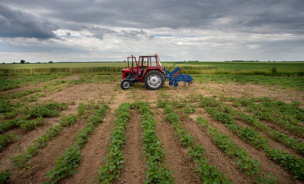 Tractor with plowing equipment standing in soybean field in spring time - Photo, Image