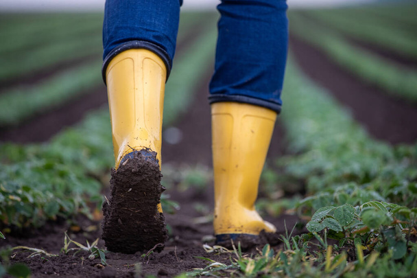 Gros plan de bottes de gomme jaune boueuse de fermier marchant dans le champ de soja au printemps après de fortes pluies - Photo, image