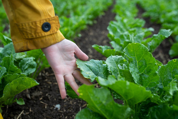 Female farmer hand holding sugar beet plant's leaf with raindrops and checking crop quality - Photo, Image