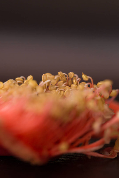 Yellow stamens and pink cover macro - 写真・画像