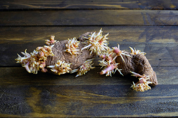 Pommes de terre germées ratatinées avec des grappes luxuriantes de jeunes racines gros plan - Photo, image
