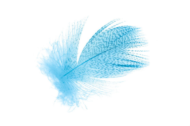 uccello piuma blu su uno sfondo bianco isolato - Foto, immagini