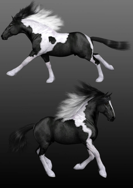 Fekete-fehér foltos Vanner ló - Fotó, kép