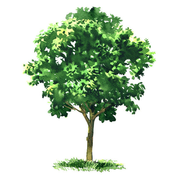 Duże zielone drzewo liściaste, drzewo owocowe, ogród lub element lasu do projektowania, izolowane, ręcznie rysowane akwarela ilustracja na białym - Zdjęcie, obraz
