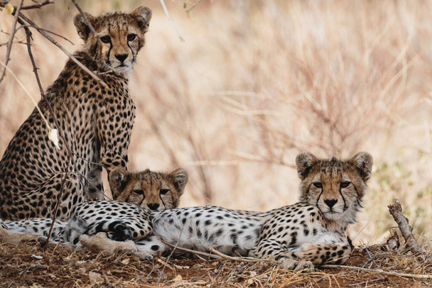 Tre cuccioli di ghepardo riposano sotto un cespuglio nella riserva nazionale di Samburu, Kenya del Nord - Foto, immagini