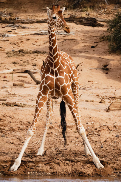 Animals in the wild - Reticulated giraffe - Samburu National Reserve, North Kenya - Photo, Image