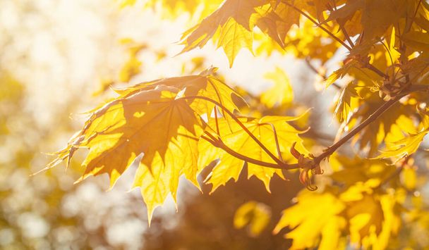 Oro giallo arancio acero foglie primo piano su sfondo sfocato - Foto, immagini