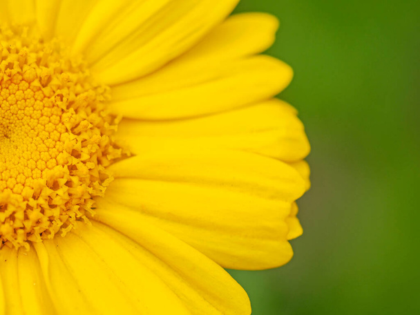 Detailní záběr poloviny žluté girland chryzantémy květiny - Fotografie, Obrázek
