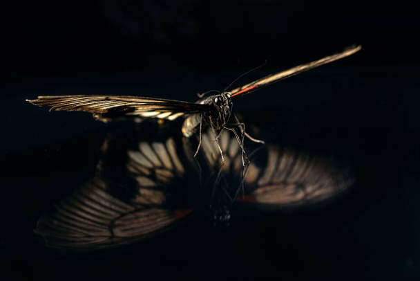 Large tropical butterfly Papilio lowi On a black background of glass with reflection . Butterfly drinks nectar - Fotó, kép