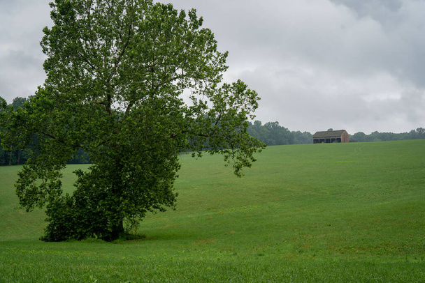 Un árbol solitario en campo abierto con un granero en la cresta en el fondo. - Foto, imagen