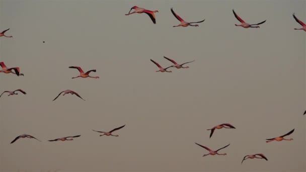 Великий Фламинго, Phoenicopterus roseus, Пон-де-Гау, Камарг, Франция - Кадры, видео