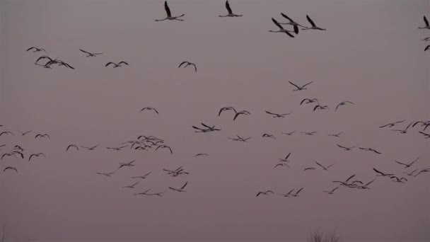 Flamingos, Phoenicopterus roseus, Pont De Gau, Camargue, Frankreich - Filmmaterial, Video