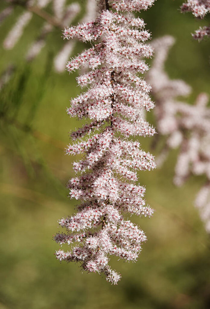 Flowers Grebenshik or Tamarix Gallica or French Tamarisk bush with small flowers blooming in spring - Photo, Image