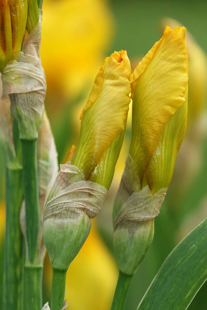 Iris kukkii suurissa kukissa eri väreillä ja sävyillä - Valokuva, kuva