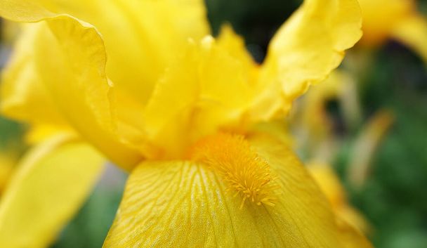 Iris blühen in großen Blüten mit verschiedenen Farben und Schattierungen - Foto, Bild