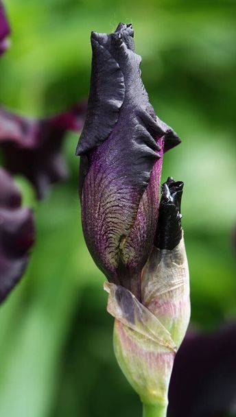 Iris kukkii suurissa kukissa eri väreillä ja sävyillä - Valokuva, kuva
