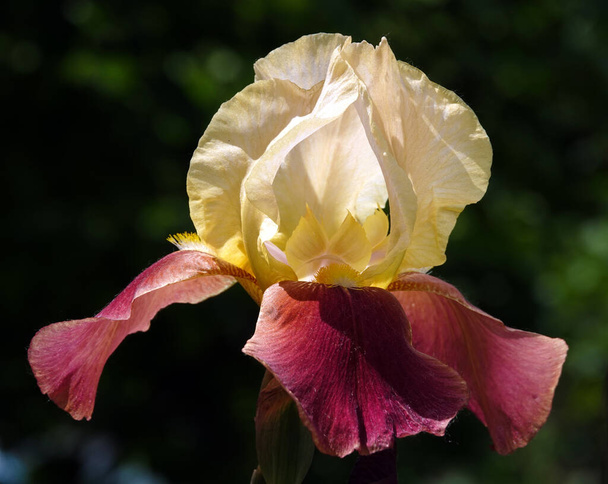 Iris blühen in großen Blüten mit verschiedenen Farben und Schattierungen - Foto, Bild
