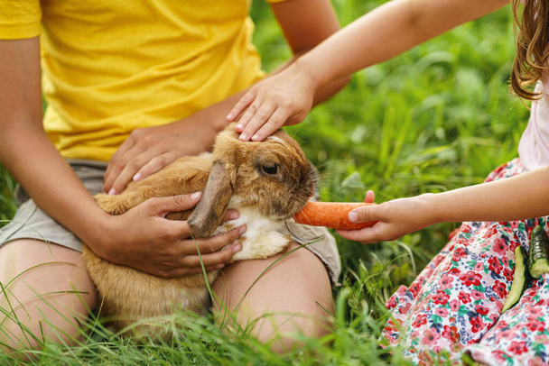 Happy children, together stroking and feeding a pet rabbit with carrots sitting on the lawn on a sunny day in the backyard. Attention and care for the pet. fluffy rabbit is their friend. - Photo, image
