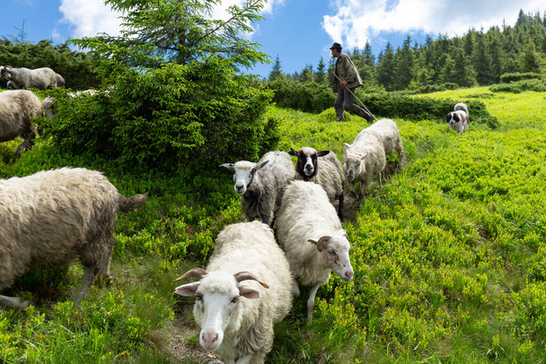 26 de junho de 2021 Lysych montanha prado, Cárpatos, Ucrânia. A criação tradicional de ovelhas nos Cárpatos. Um pastor nas montanhas dirige um rebanho de ovelhas em um pasto. - Foto, Imagem