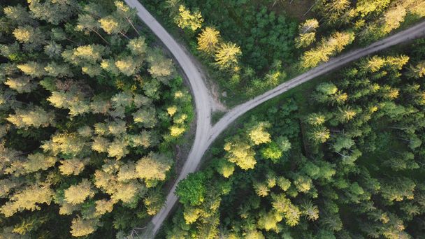 road between the trees - Фото, изображение