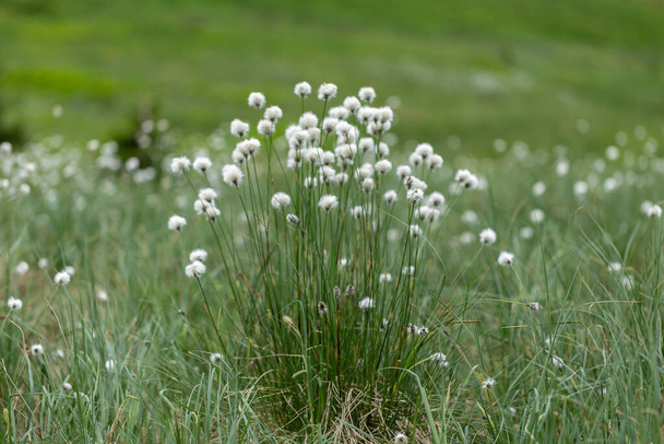 Eriophorum vaginatum, a nyúl farok gyapjú fű, tuskó gyapjú fű, vagy hüvelyes gyapjú, egy faj évelő lágyszárú virágzó növény a sáska család Cyperaceae.  - Fotó, kép