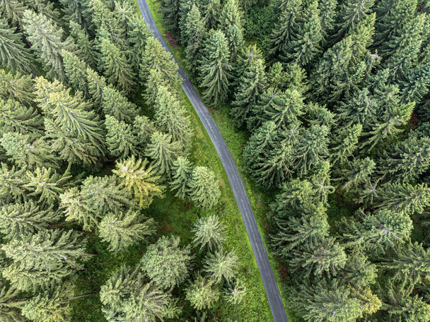 Landscape with conifers and road from above - Photo, Image