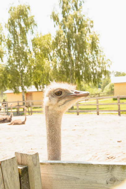 African beautiful big ostrich walks in the poultry farm - Photo, image