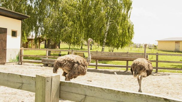 African beautiful big ostrich walks in the poultry farm - Photo, Image