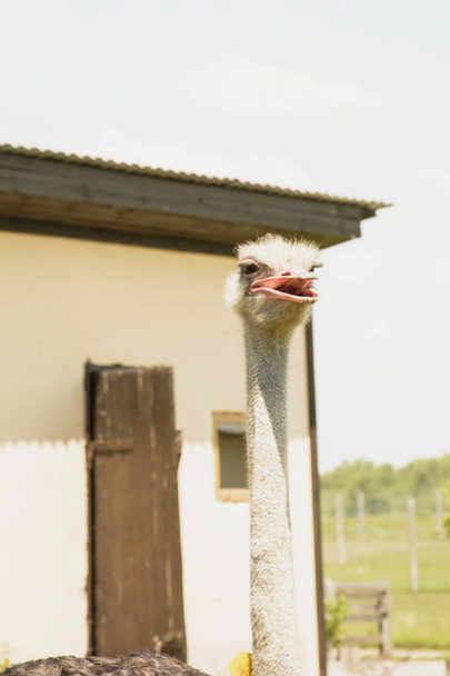 African beautiful big ostrich walks in the poultry farm - Foto, Imagem