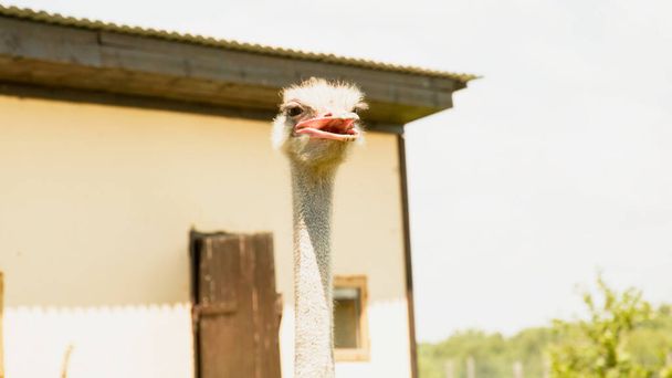 African beautiful big ostrich walks in the poultry farm - Foto, Imagen