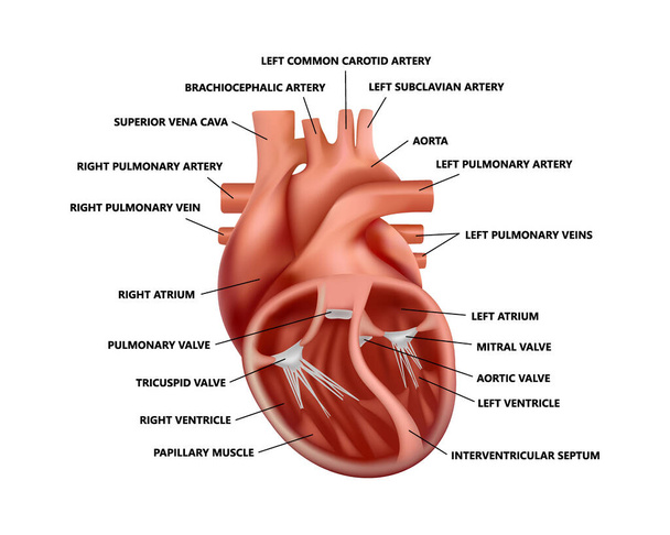 Anatomia cardíaca de secção transversal realista com descrições. Diagrama da ilustração do coração humano. - Vetor, Imagem