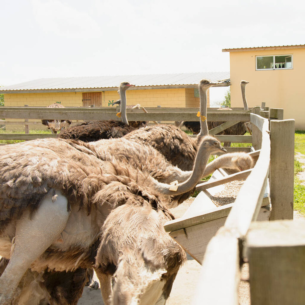 Afrikaanse mooie grote struisvogel wandelingen in de pluimveehouderij - Foto, afbeelding
