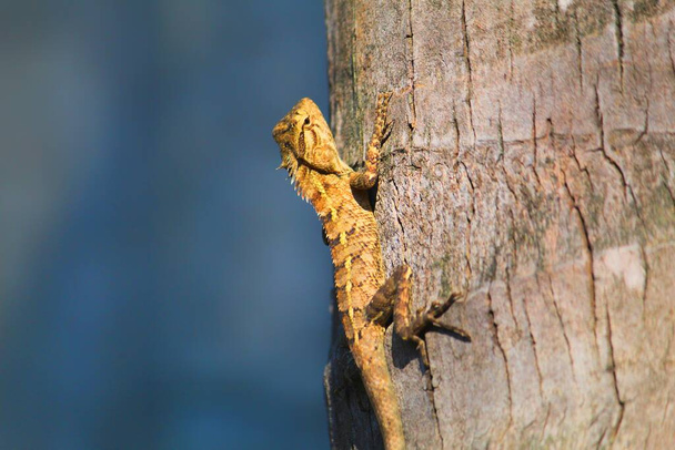 Beautiful wild lizard on tree close up from different angle view HD photo - Photo, Image