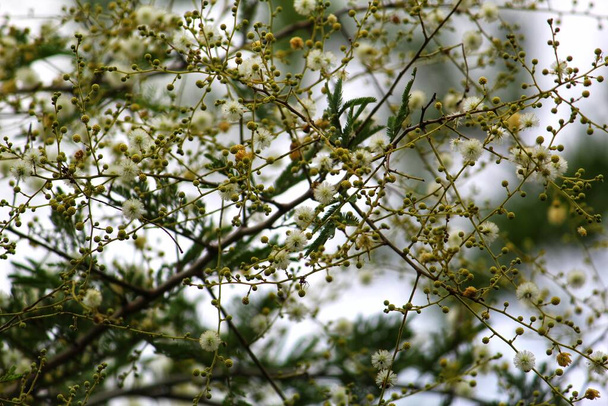 πολύχρωμο πικραλίδα σαν λουλούδι της ακακίας babul δέντρο κίτρινο λουλούδι babool - Φωτογραφία, εικόνα