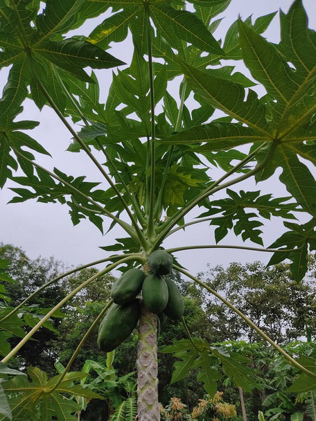 papaja organiczna hodowla świeżych owoców papai w roślinach z zielonymi liśćmi - Zdjęcie, obraz