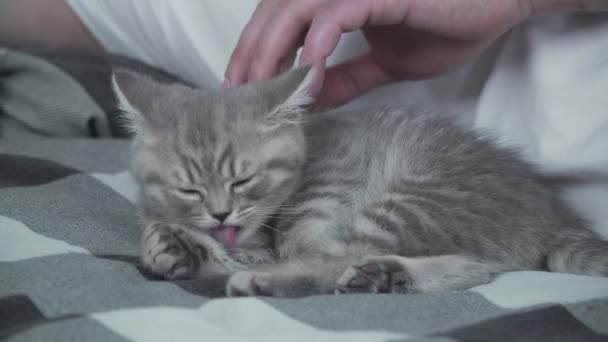 Thema ist Liebe, Pflege und Schutz von Haustieren. Mann sonnt sich im Bett mit Baby grau Scottish Straight Katze. Männliche Umarmungen und Streicheleinheiten Katze zu Hause im Schlafzimmer. Katzenliebhaber schützt sein einschlafendes Haustier sanft - Filmmaterial, Video