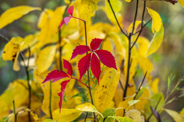 Red Leaves on Small Bush in front of Yellow Plant in Indiana Dunes National Park - Photo, Image