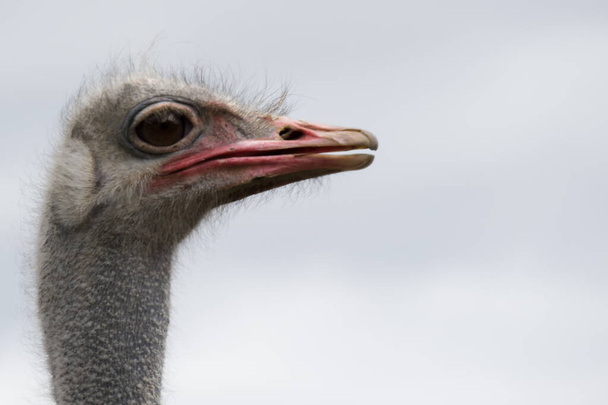 Ostrich farm, the bird close up. - Foto, immagini