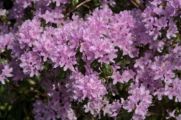 Bella vista primo piano di primavera viola fiori selvatici rododendro fioritura, Ballinteer, Dublino, Irlanda. Focus morbido e selettivo. Irlanda fiori selvatici - Foto, immagini