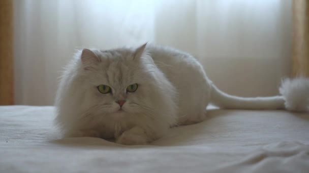 A cute domestic Persian silver chinchilla is hunting on the bed in the room in a playful mood. Cat games. The concept of happy adorable pets and staying at home. Monitors prey and reacts to movements. - Footage, Video