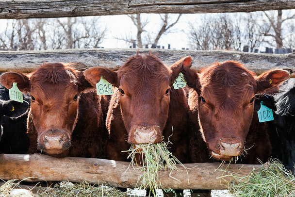 Três vacas comendo
 - Foto, Imagem