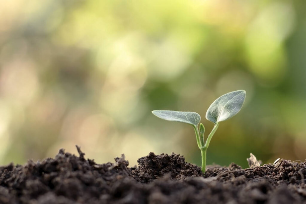 Małe rośliny z zielonymi liśćmi rosnącymi na naturalnej glebie i zielonym tle natury rozmywają koncepcję rolnictwa i zrównoważonego wzrostu roślin. - Zdjęcie, obraz